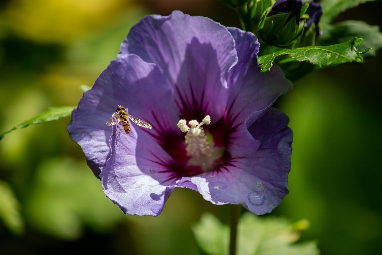 Aloha Hibiscus Iced Tea Recipe - The Tea Cartel