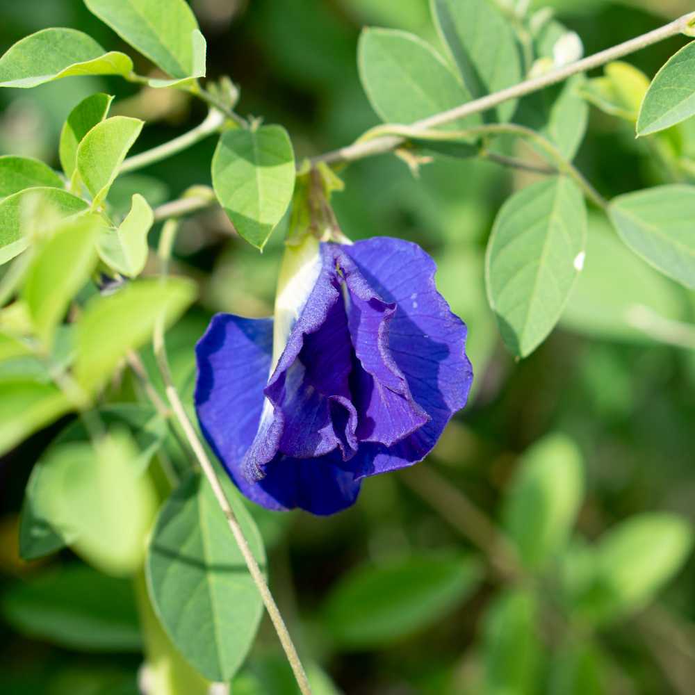 Benefit of Butterfly Pea Flower - The Tea Cartel