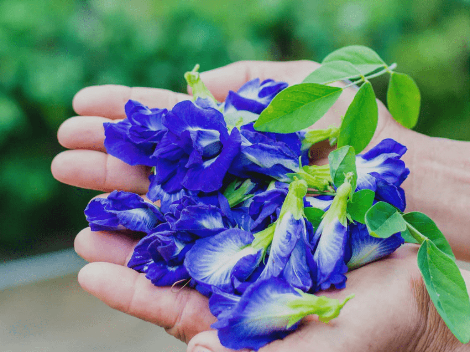 What is Blue Butterfly Pea Flower - The Tea Cartel