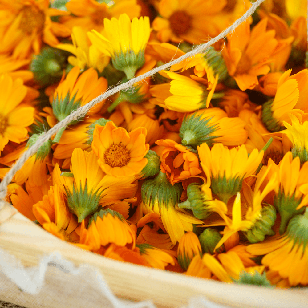 Benefits of Calendula Petals in Tea - The Tea Cartel