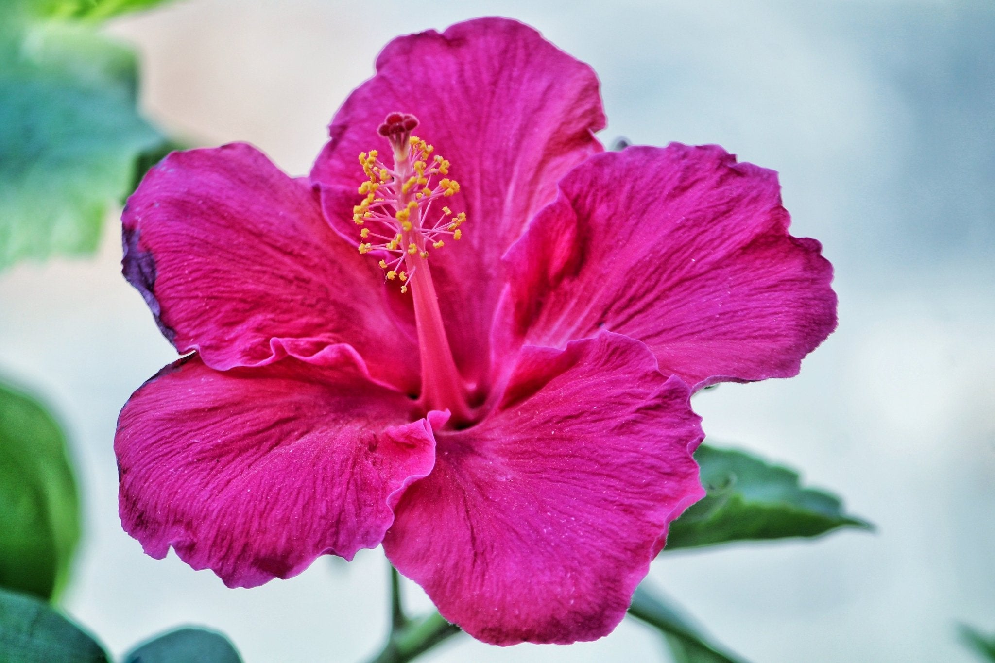 Hibiscus Tea Poem - The Tea Cartel