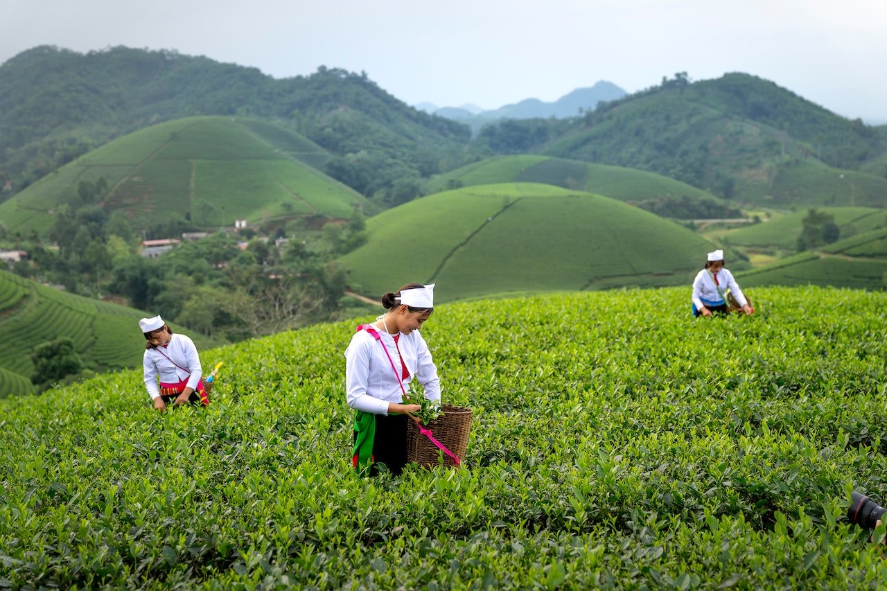 How Tea is Grown and Prepared for Sale - The Tea Cartel