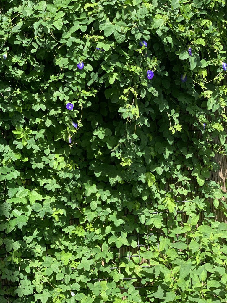 From Garden to Cup: The Journey of Organic Butterfly Pea Tea - The Tea Cartel