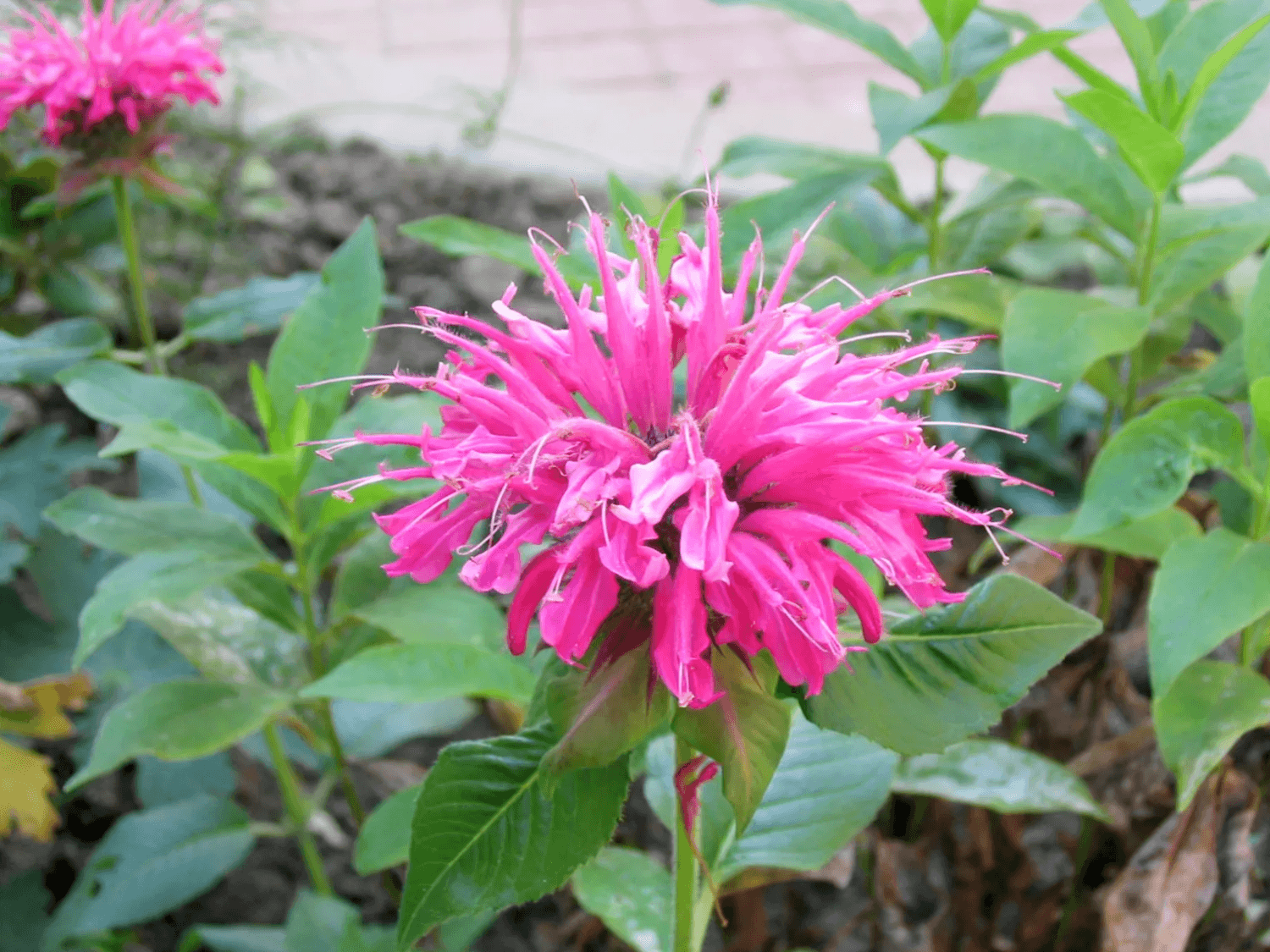 Bergamot for Tea (monarda) - The Tea Cartel