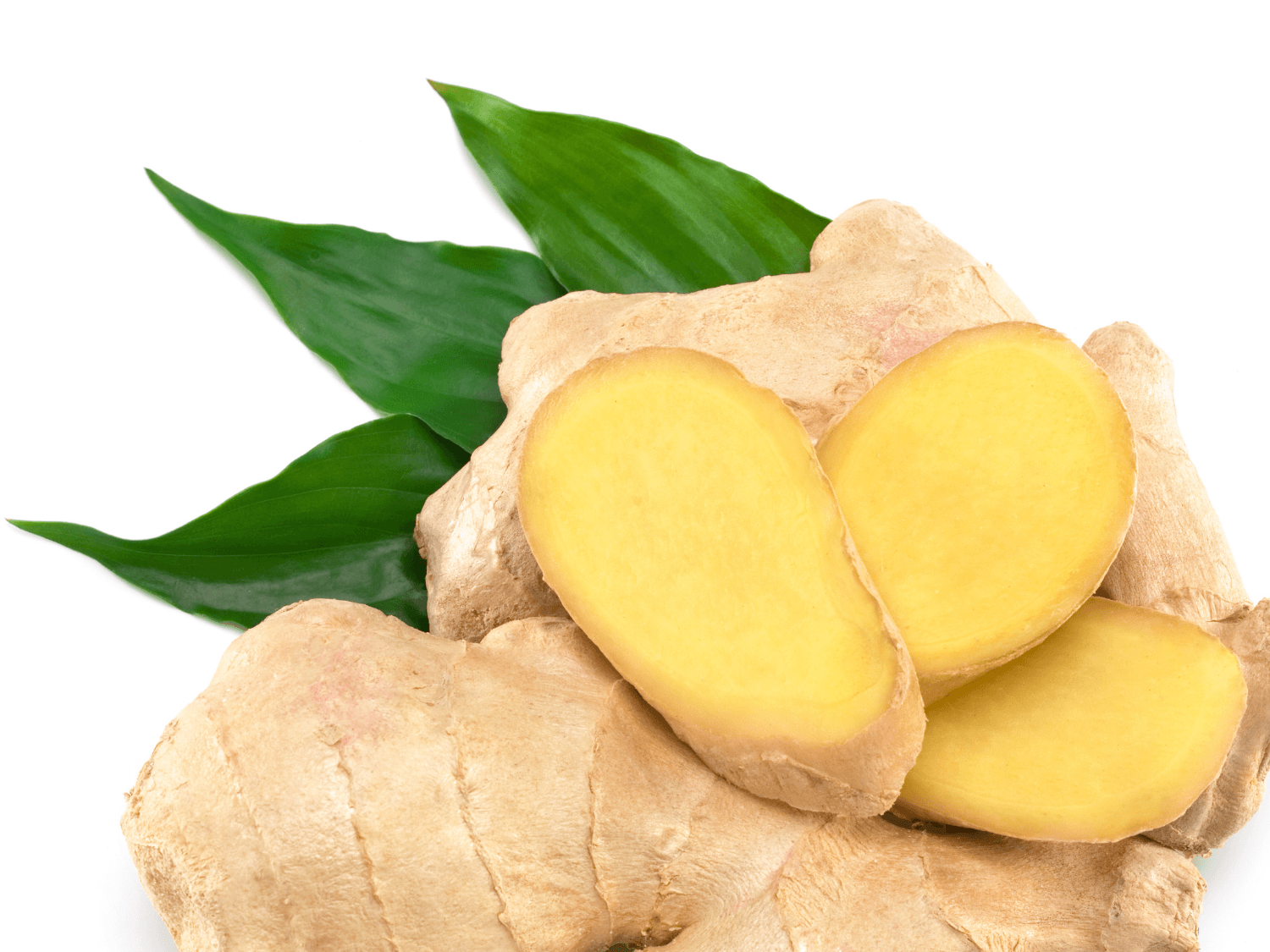 Ginger Plant for Tea (Zingiber officinale) - The Tea Cartel