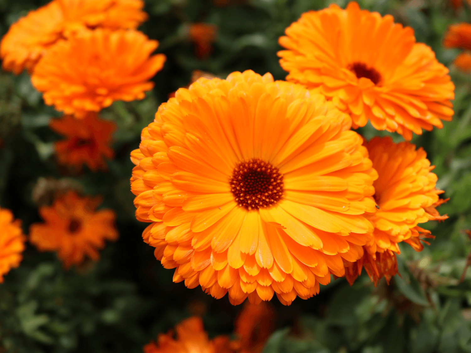 Calendula for Tea (calendula officinalis) - The Tea Cartel