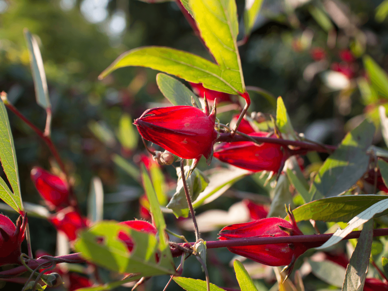 Hibiscus Flower for Tea (roselle sabdariffa) - The Tea Cartel