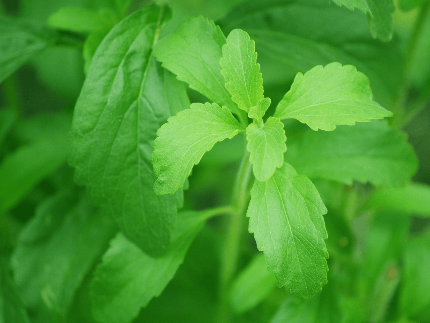 What is Stevia? - The Tea Cartel