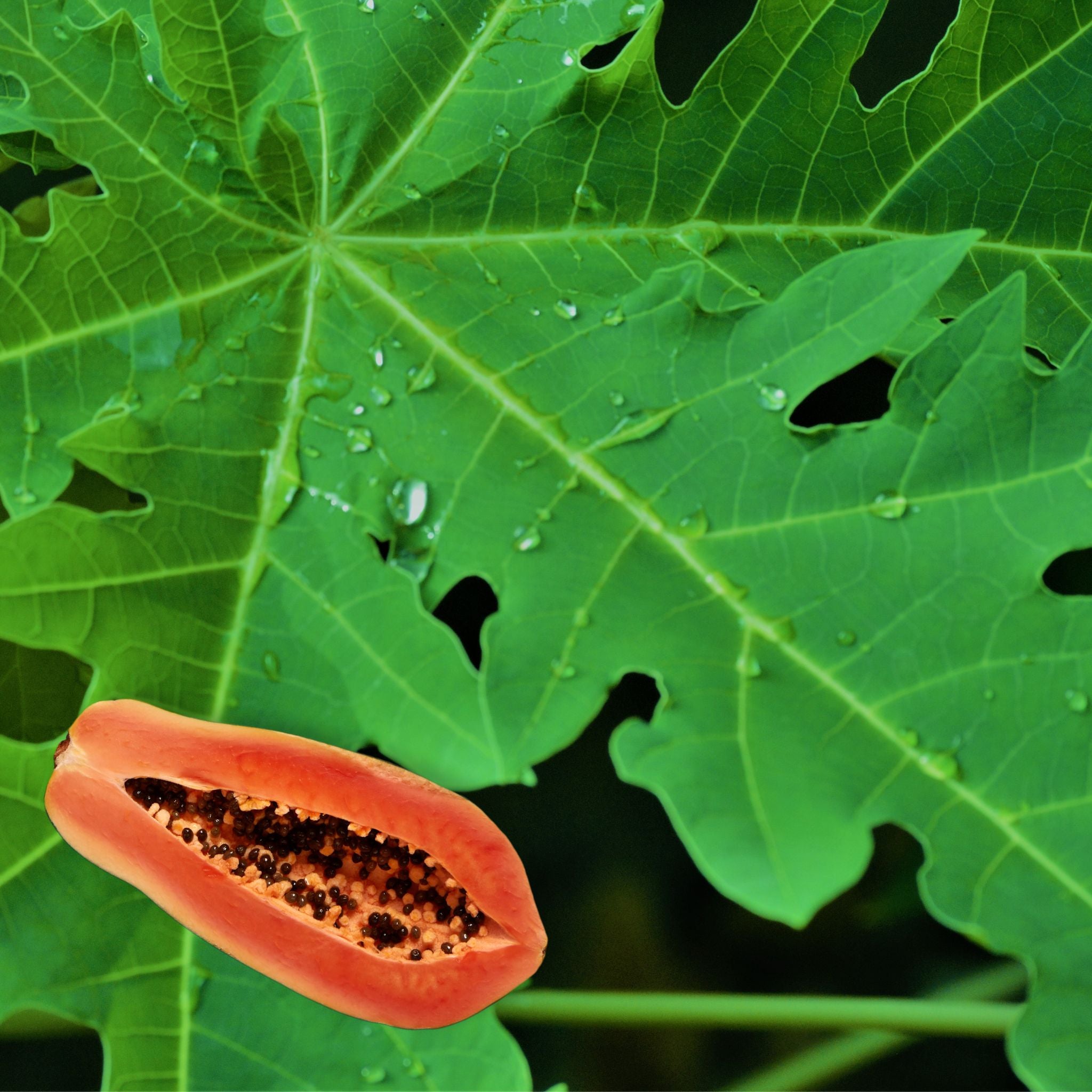 Benefits of Papaya (Paw Paw) Leaf in Tea - The Tea Cartel