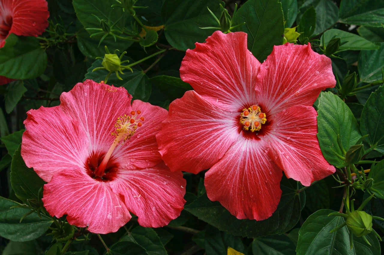 What Hibiscus Tea is Good For - The Tea Cartel