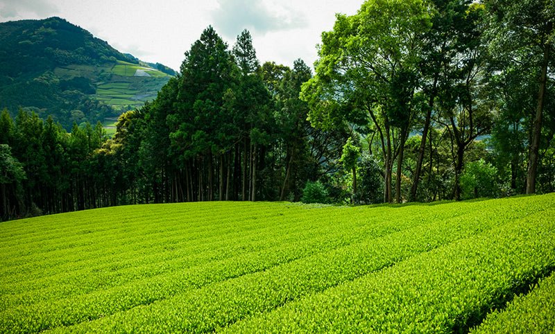 Calm Sencha Green Tea 100% Organic - The Tea Cartel